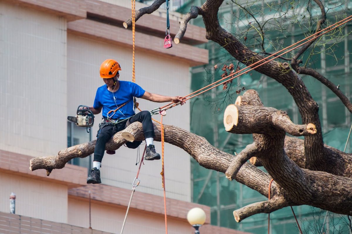 an wearing a blue shirt is focused on tending to a tree